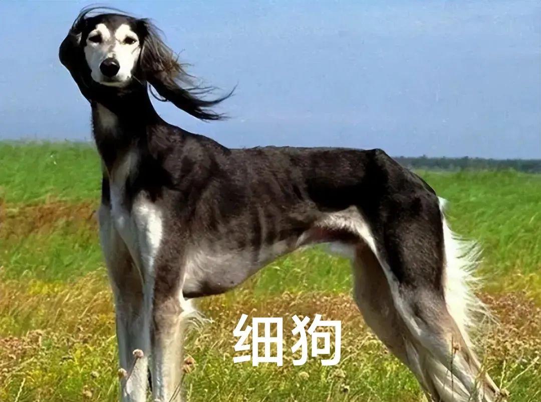 细狗