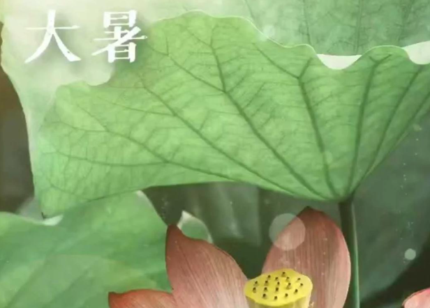 大暑三伏