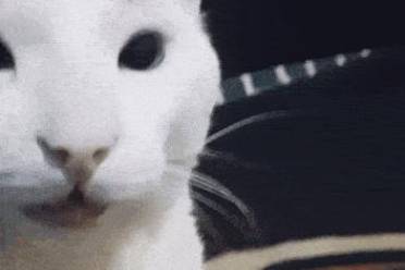 司馬貓是什么意思