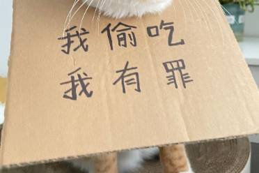 偷吃嗎?有點(diǎn)意思是什么意思