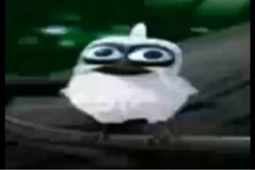 絕望的鳥是什么意思