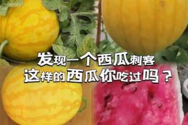 西瓜刺客是什么意思