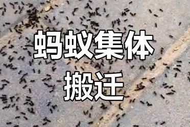 螞蟻搬家是什么意思
