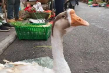 傳奇老鵝是什么意思