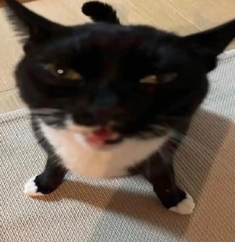 猫咪迷因