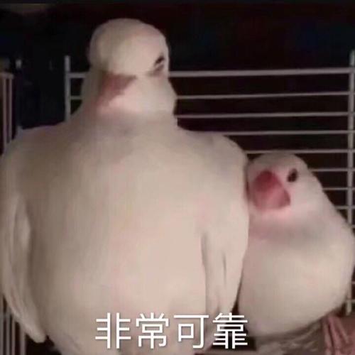 肉鸽（Roguelike）