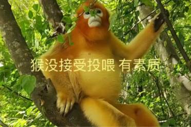 猴不接受是什么意思
