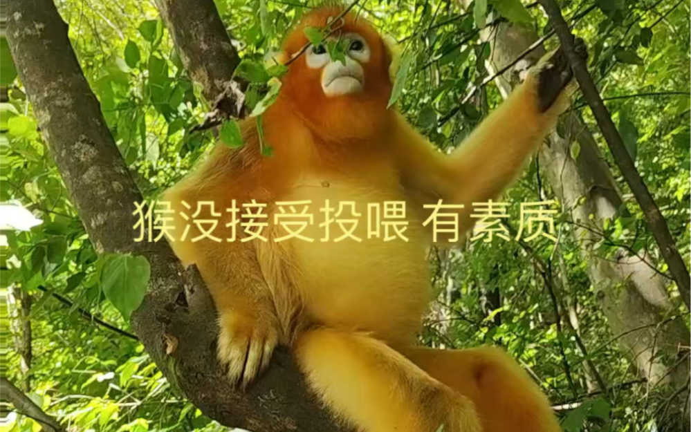 猴不接受