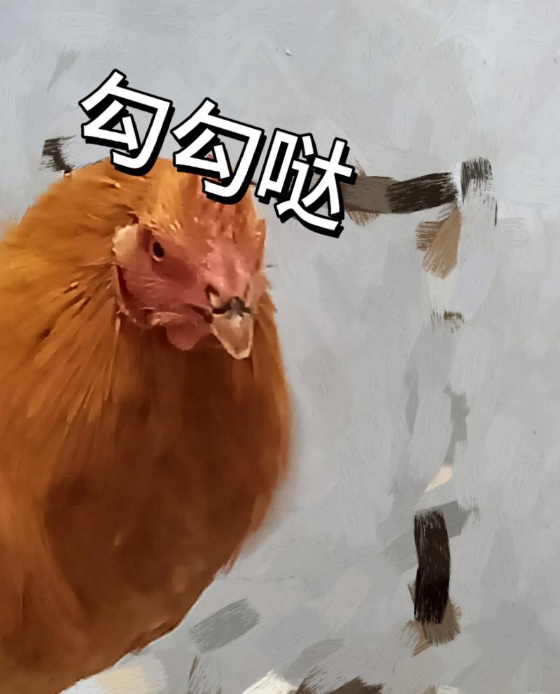 喂鸡去了，勾勾哒