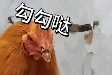 喂雞去了,勾勾噠是什么意思