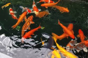 魚擺擺是什么意思