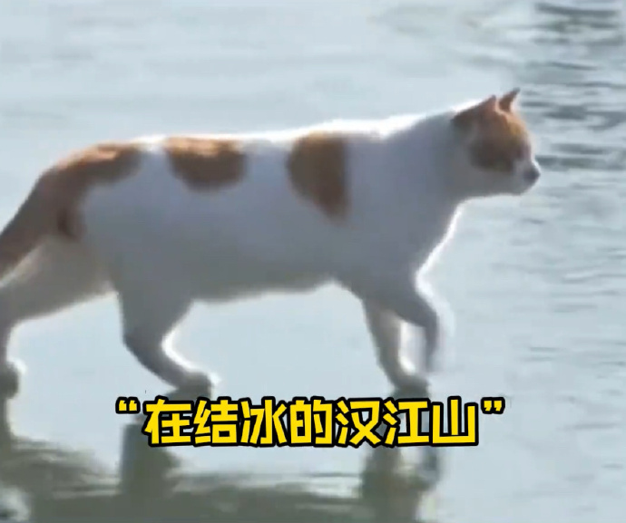 汉江猫咪