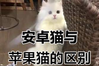 安卓貓?zhí)O果貓是什么意思