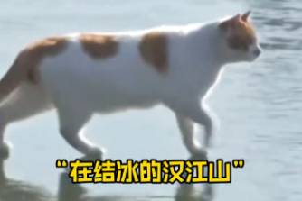 漢江貓咪是什么意思