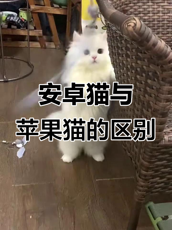 安卓猫苹果猫
