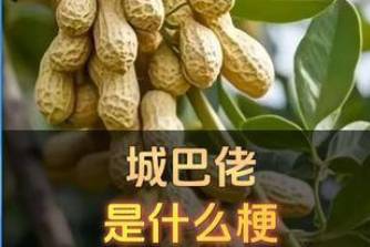 城巴佬是什么意思