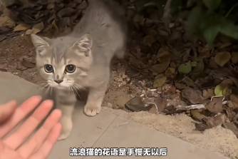 手慢無是什么意思
