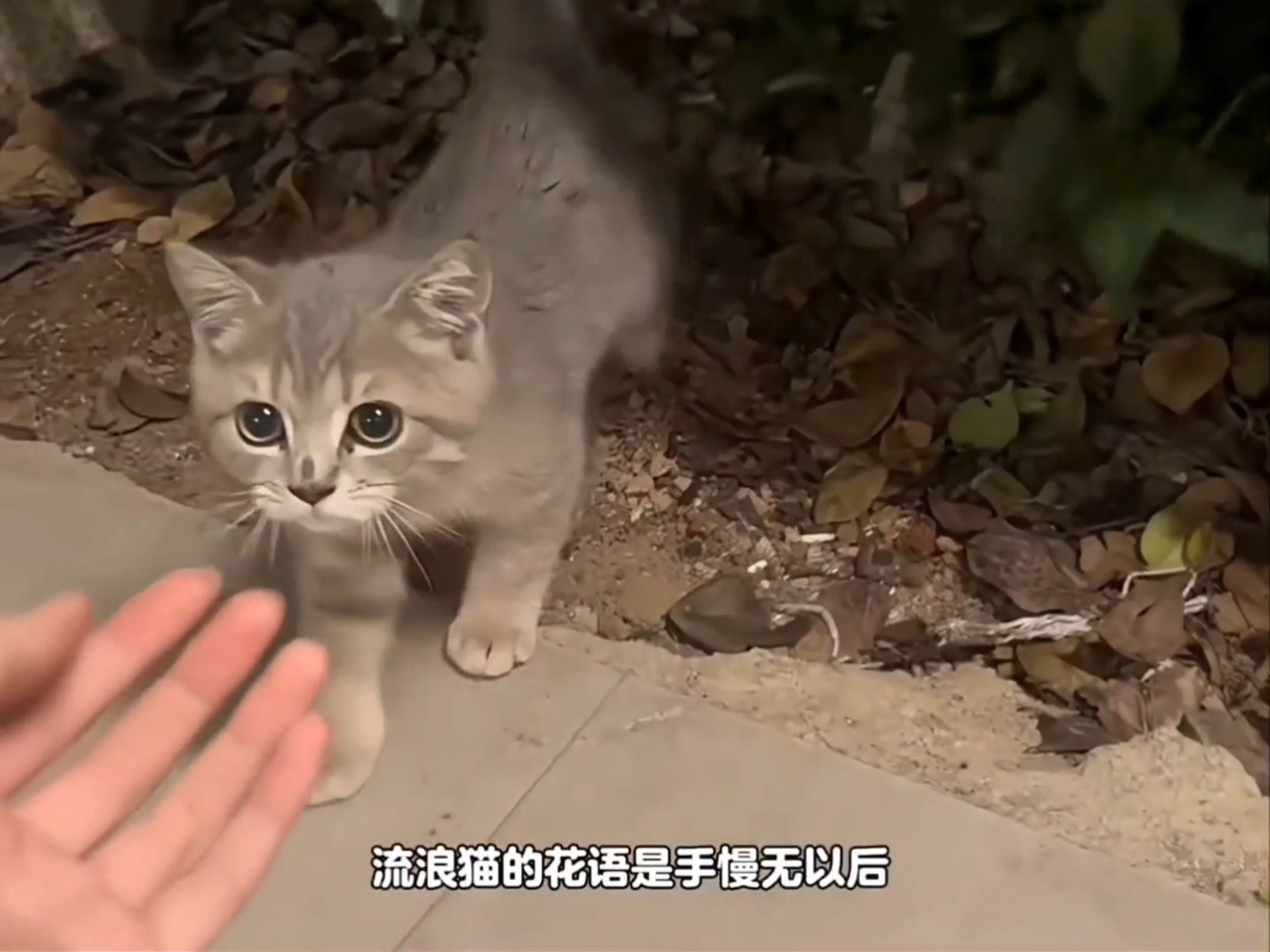 手慢无