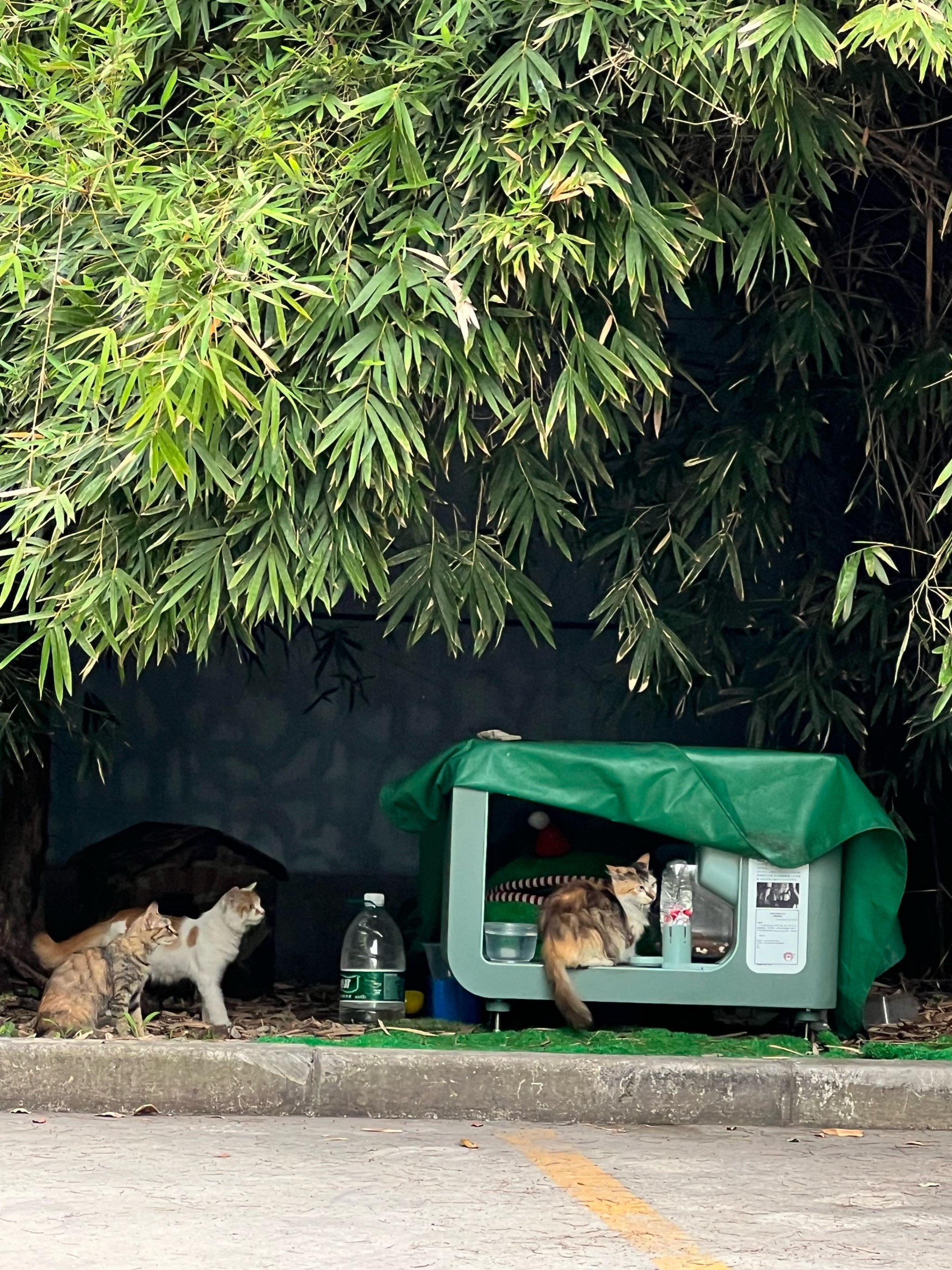 街猫刷怪笼