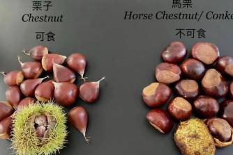 路遙知馬栗是什么意思