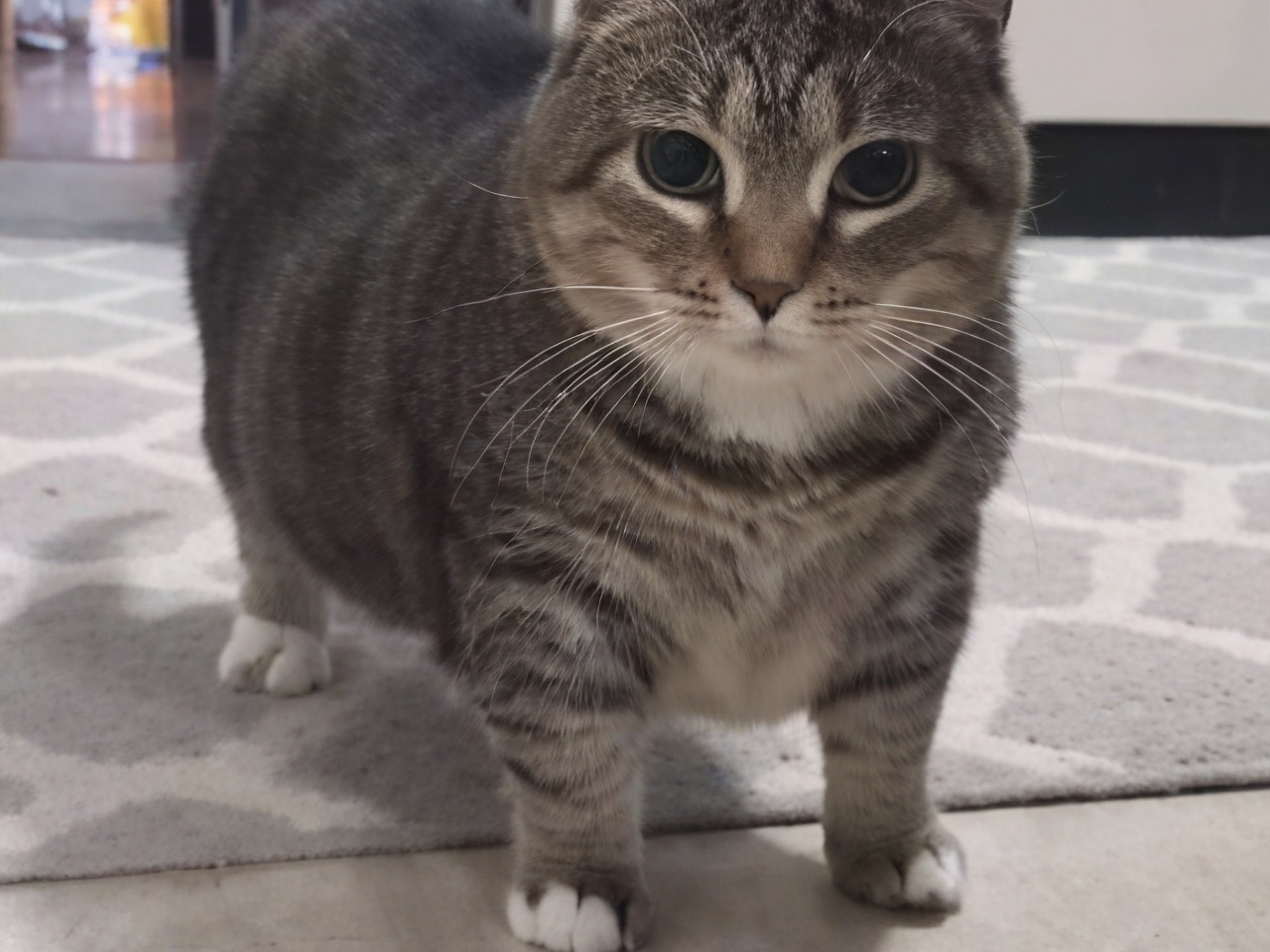Oiiai猫