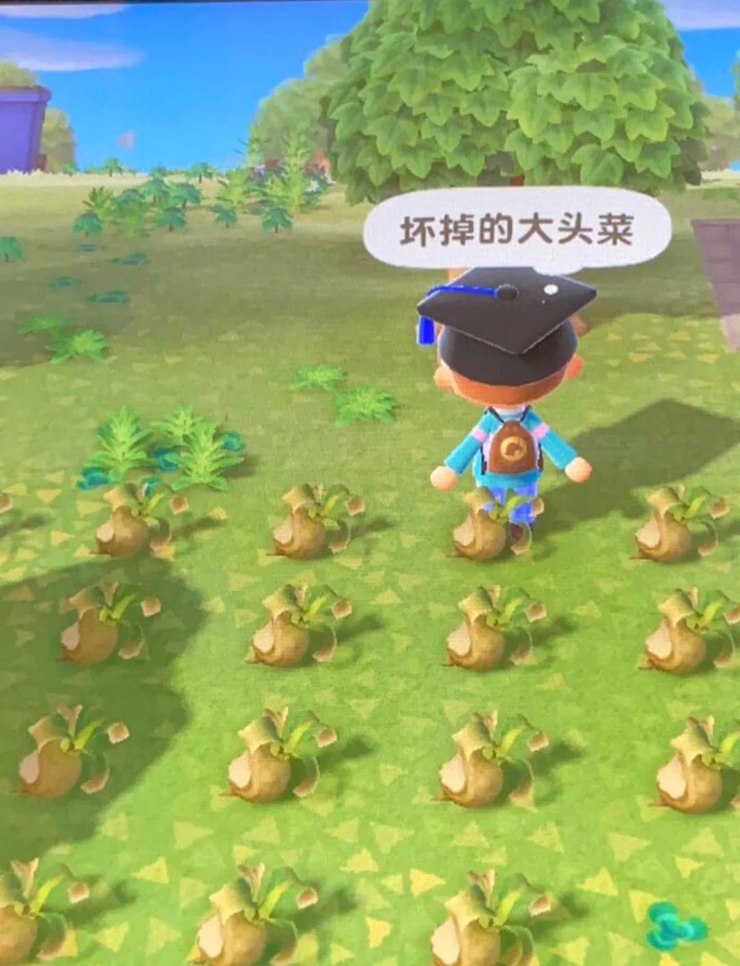 动森大头菜