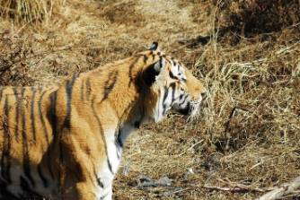 打虎相机是什么意思