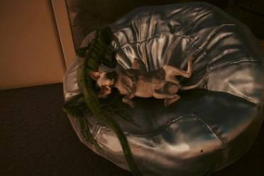 人不能至少不应该是什么意思