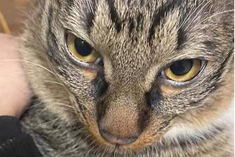 犀利脸表情包是什么意思