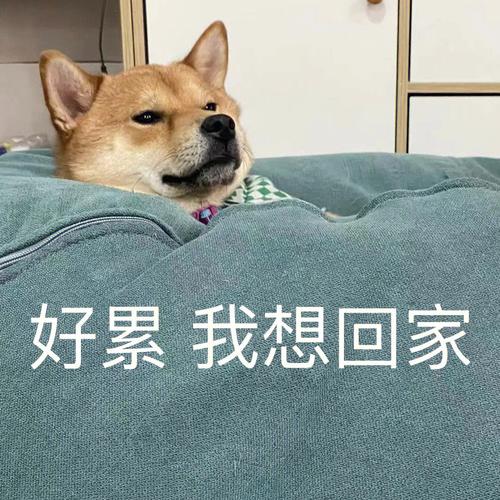 鲁，俺想你了