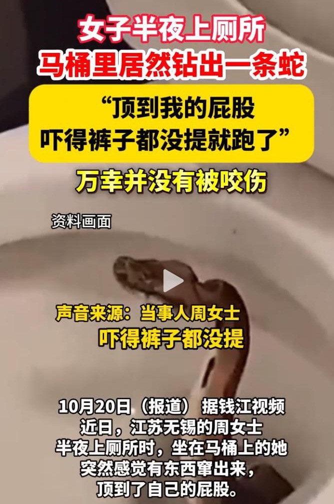 无锡女子深夜上厕所遇蛇从马桶窜出