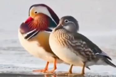 苦命皆鸯是什么意思