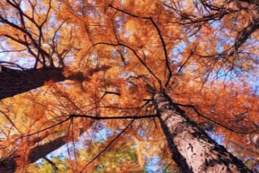 红山树行动是什么意思