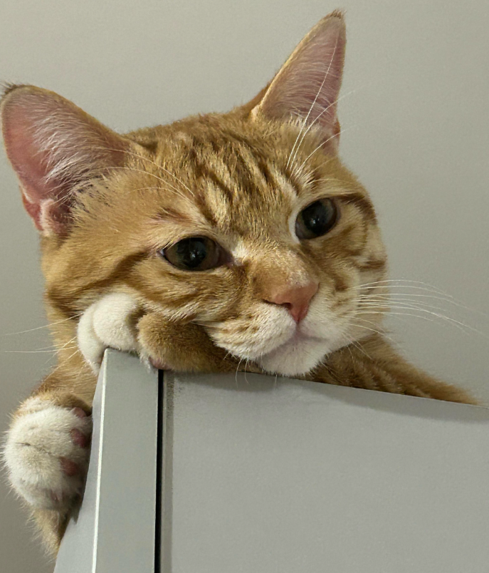 令人不安和令人心安的猫