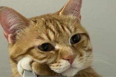 令人不安和令人心安的猫是什么意思