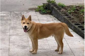 土狗文学是什么意思