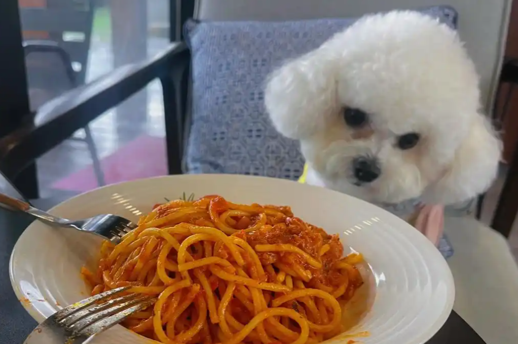 她说喜欢修狗,我连夜报名吃播大赛