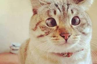 素的是什么意思