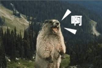 愚蠢的土拨鼠是什么意思