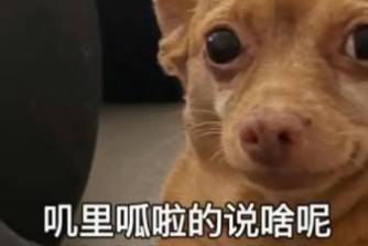 讨债型人格是什么意思