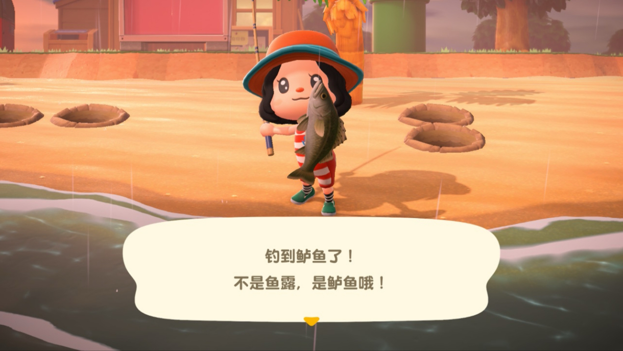 不是鱼露是鲈鱼哦