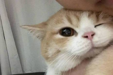 吸猫成瘾症是什么意思