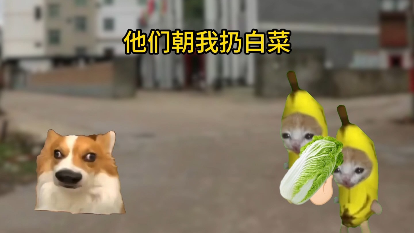他们朝我扔白菜