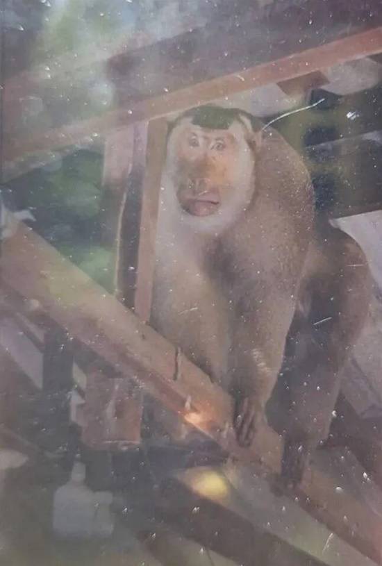 泰国六旬老人遭猕猴攻击身亡 当地政府发布射杀令