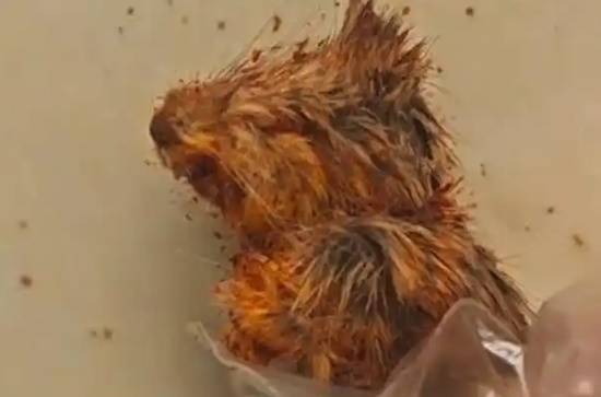 贵州从江辣椒面发现疑似鼠头异物 企业暂停生产配合调查