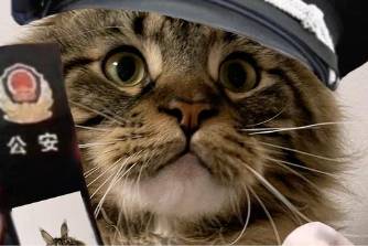 xx你被捕了是什么意思