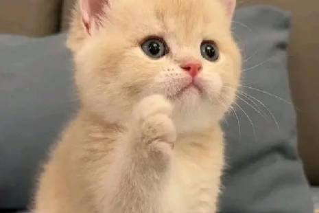 这时候就有人要问了是什么意思