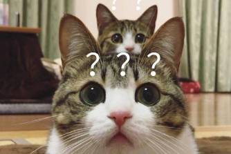 复制到pdd也没反应啊是什么意思