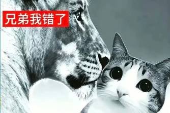 兄弟我错了是什么意思