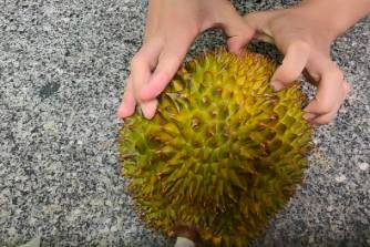 人类早期驯服野生XX的珍贵录像